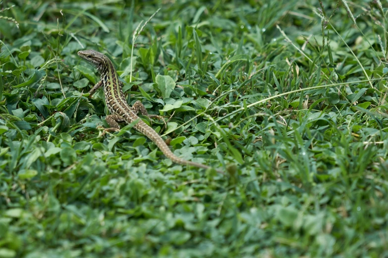 a brown and black lizard in grass next to bushes