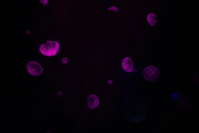a dark po filled with lots of jellyfish floating in the air