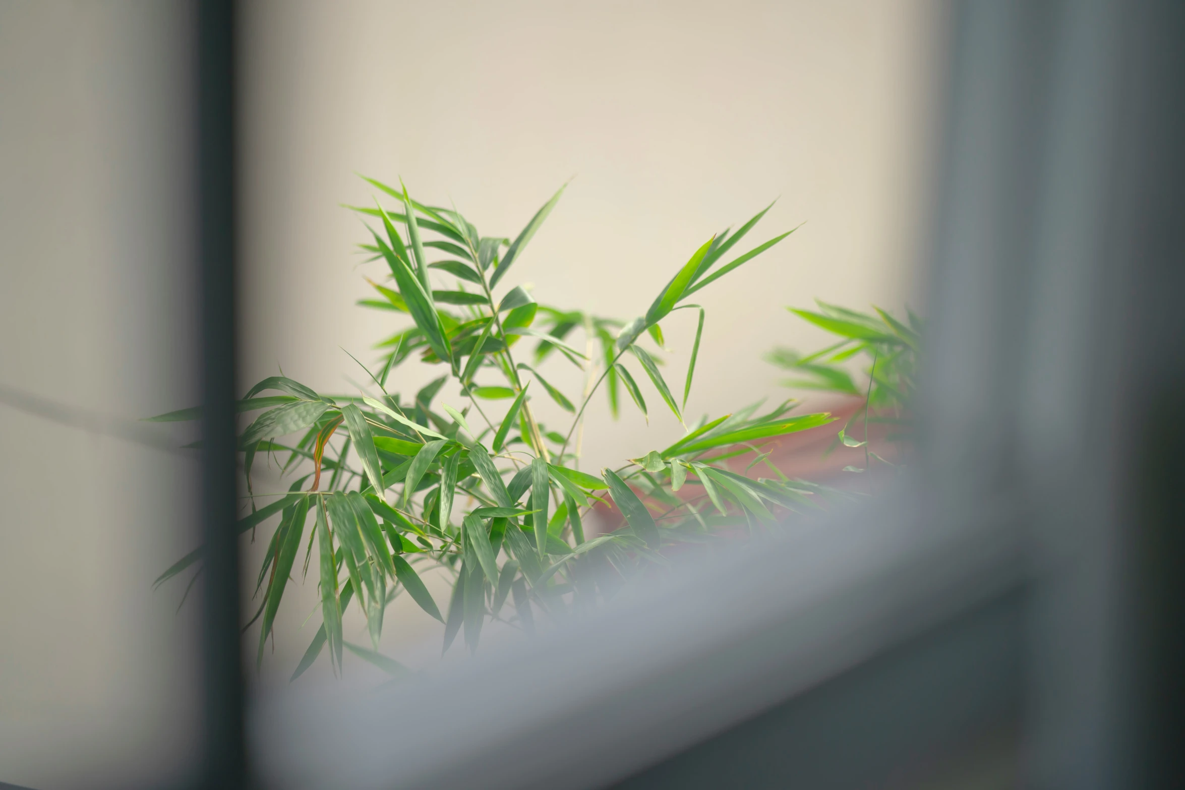 a potted plant is viewed through a window