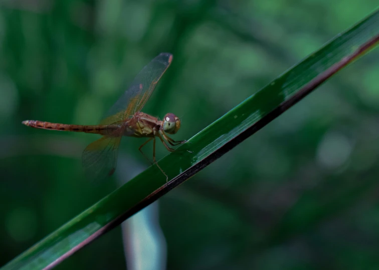 a dragon flys across the stem of a green plant