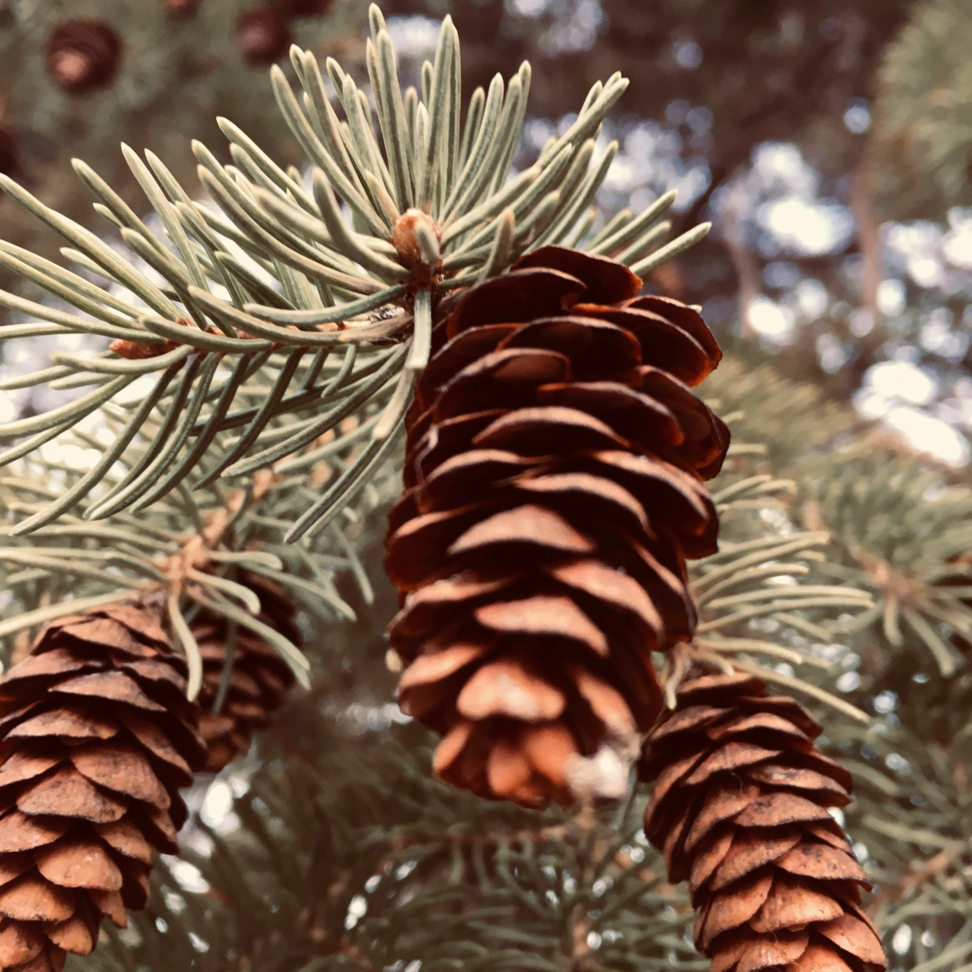 the cones of some evergreen trees are all hanging