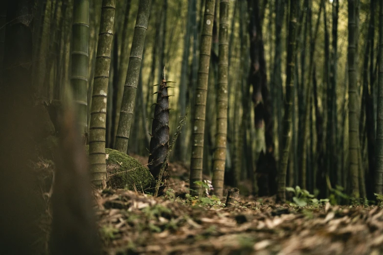 the trunks of a large group of trees