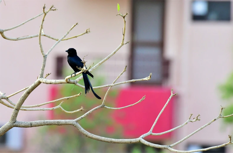 a bird perched on a nch outside of a building