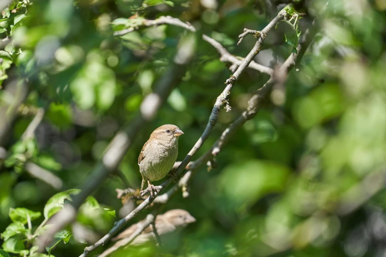 a bird is perched on the limb of a tree