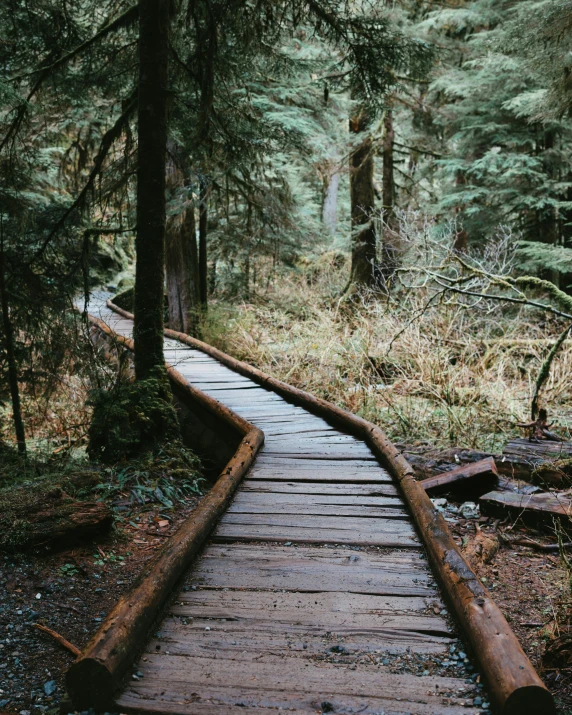 a path through the woods leads to a forest