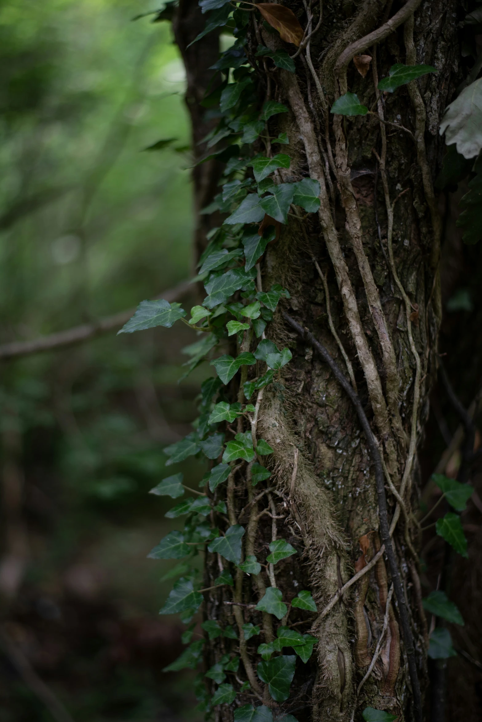 a big tree with lots of vines growing on it