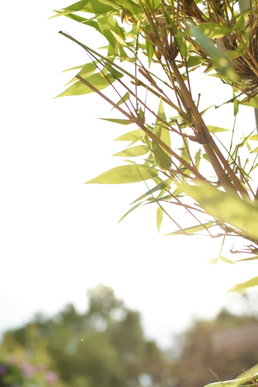 a bamboo tree with leaves and sun light