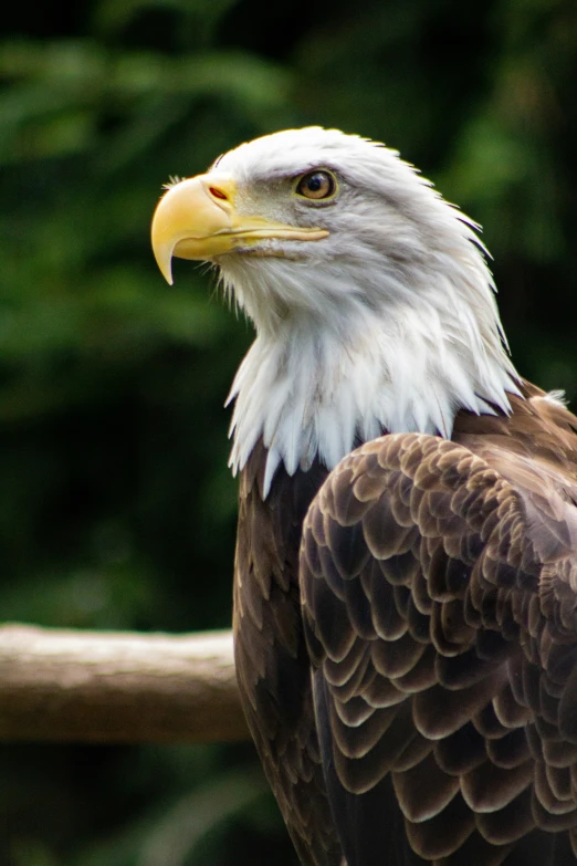 an eagle is standing on a tree nch