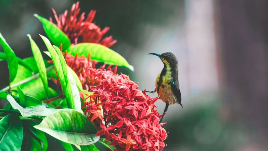 small bird sitting on the top of some red flower