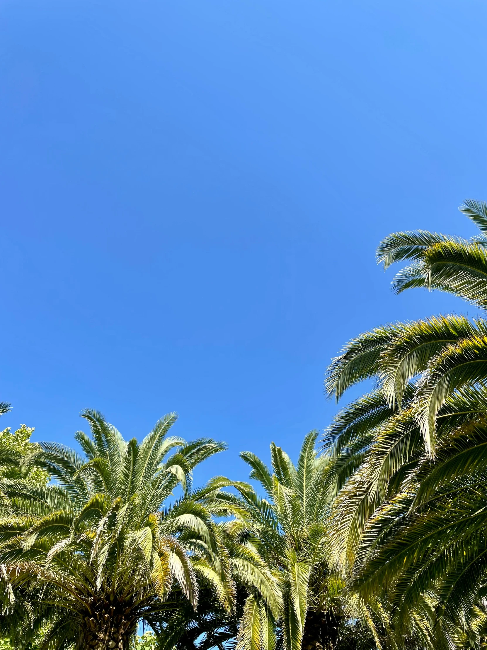 many palm trees are standing up against the blue sky