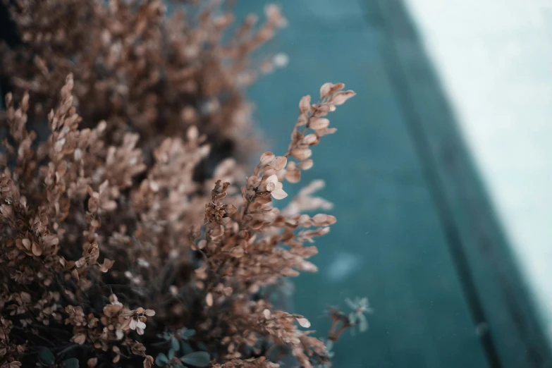 brown grass next to a brick wall and a fence