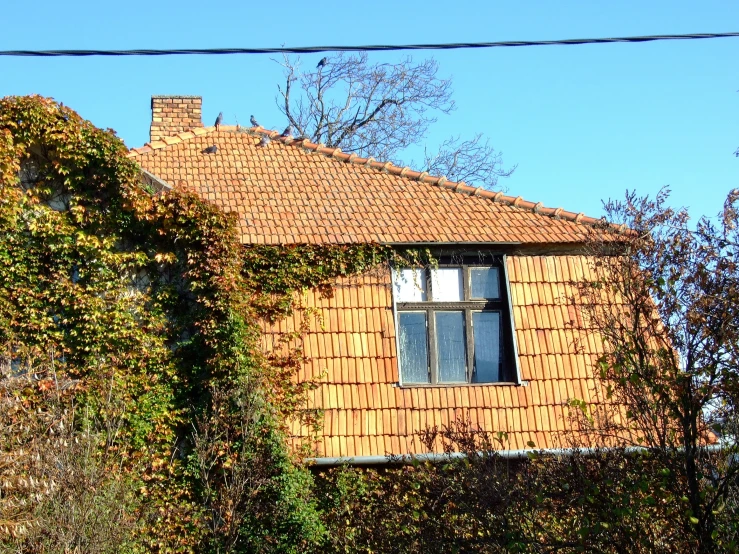 house and bush next to a tall power line