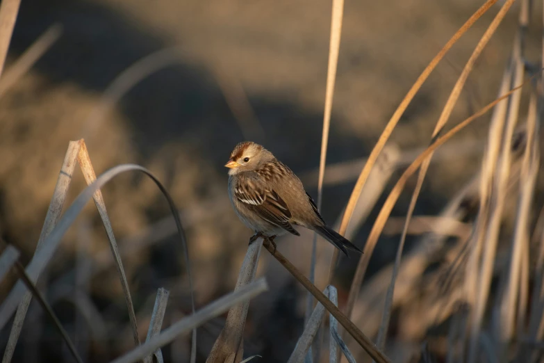 a bird sitting on top of some grass