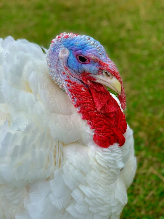 a large white turkey with a red and blue head