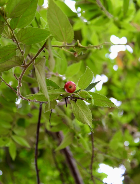 a green tree with a red leaf and a fruit on the nch