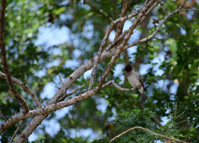 the bird is perched in the tree looking for its prey