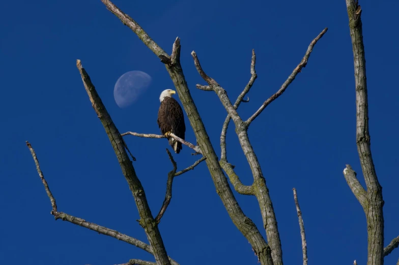 an eagle sitting on top of a tree next to a full moon