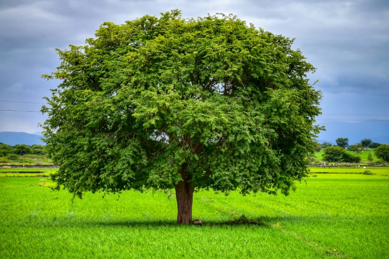 a single tree in the middle of a field