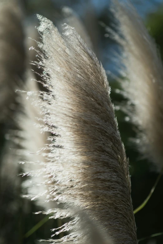 the long furry white grass is waving in the wind