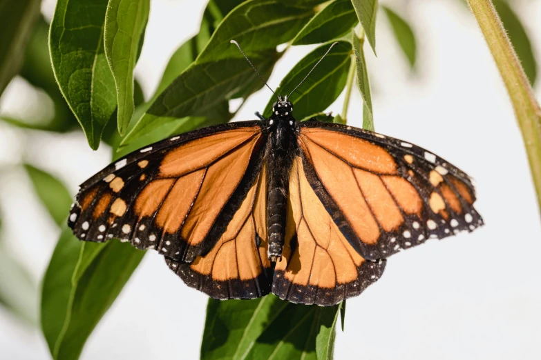 a large orange and black erfly sitting on a green leaf