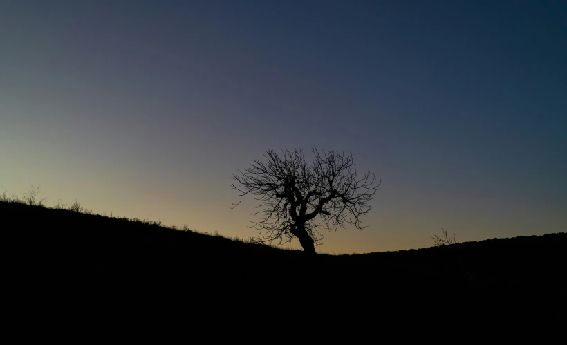 a tree in a hill with a blue sky background