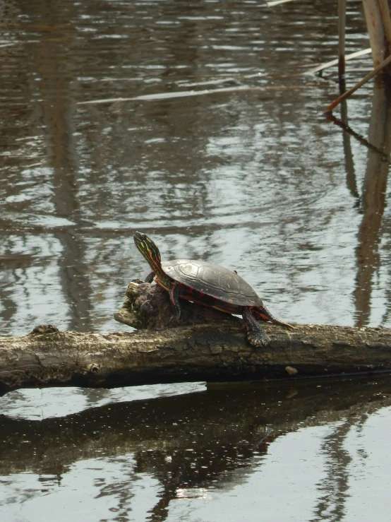 a turtle that is sitting on a log