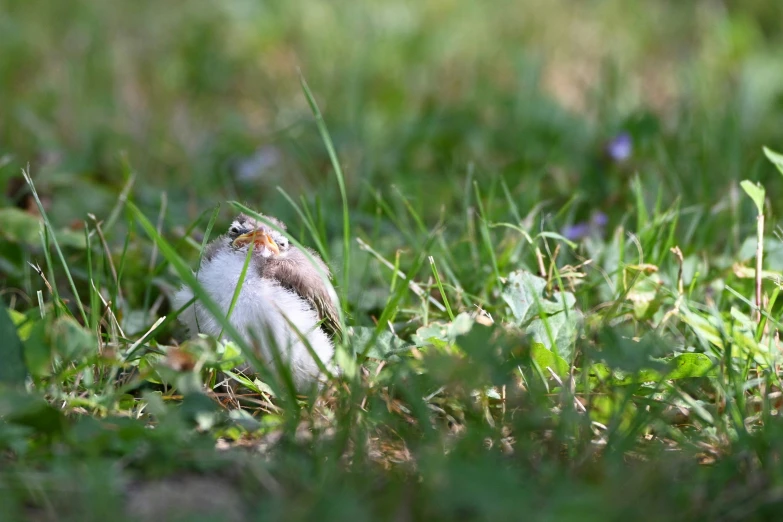 a bird with a piece of grass in its mouth