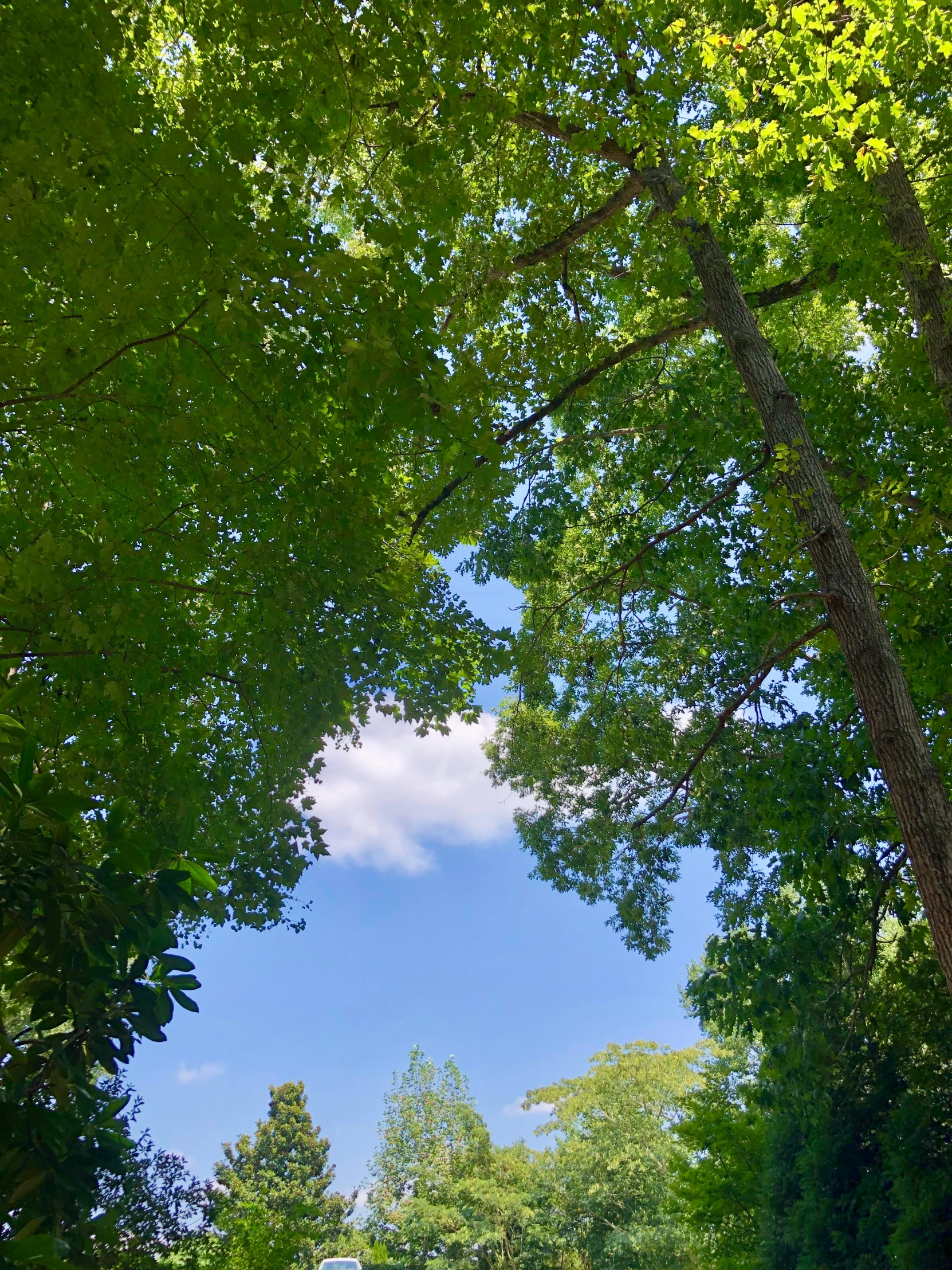 a park bench that is surrounded by trees