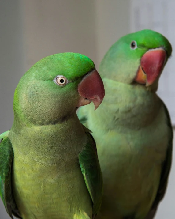 two green parrots are perched close together