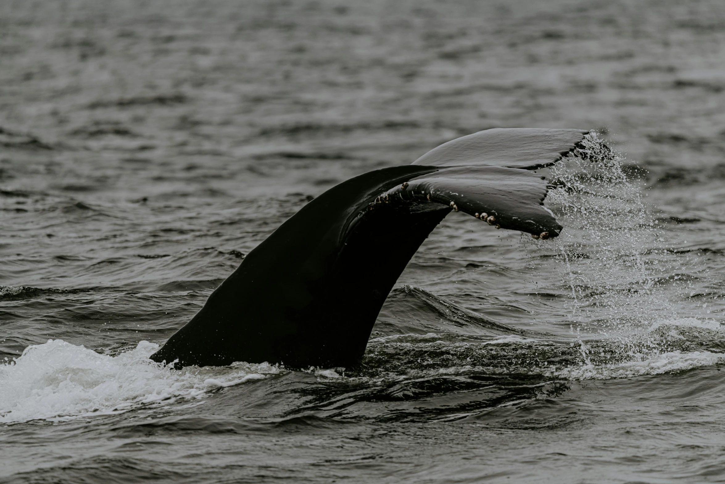 an image of a whale's back tail in the ocean