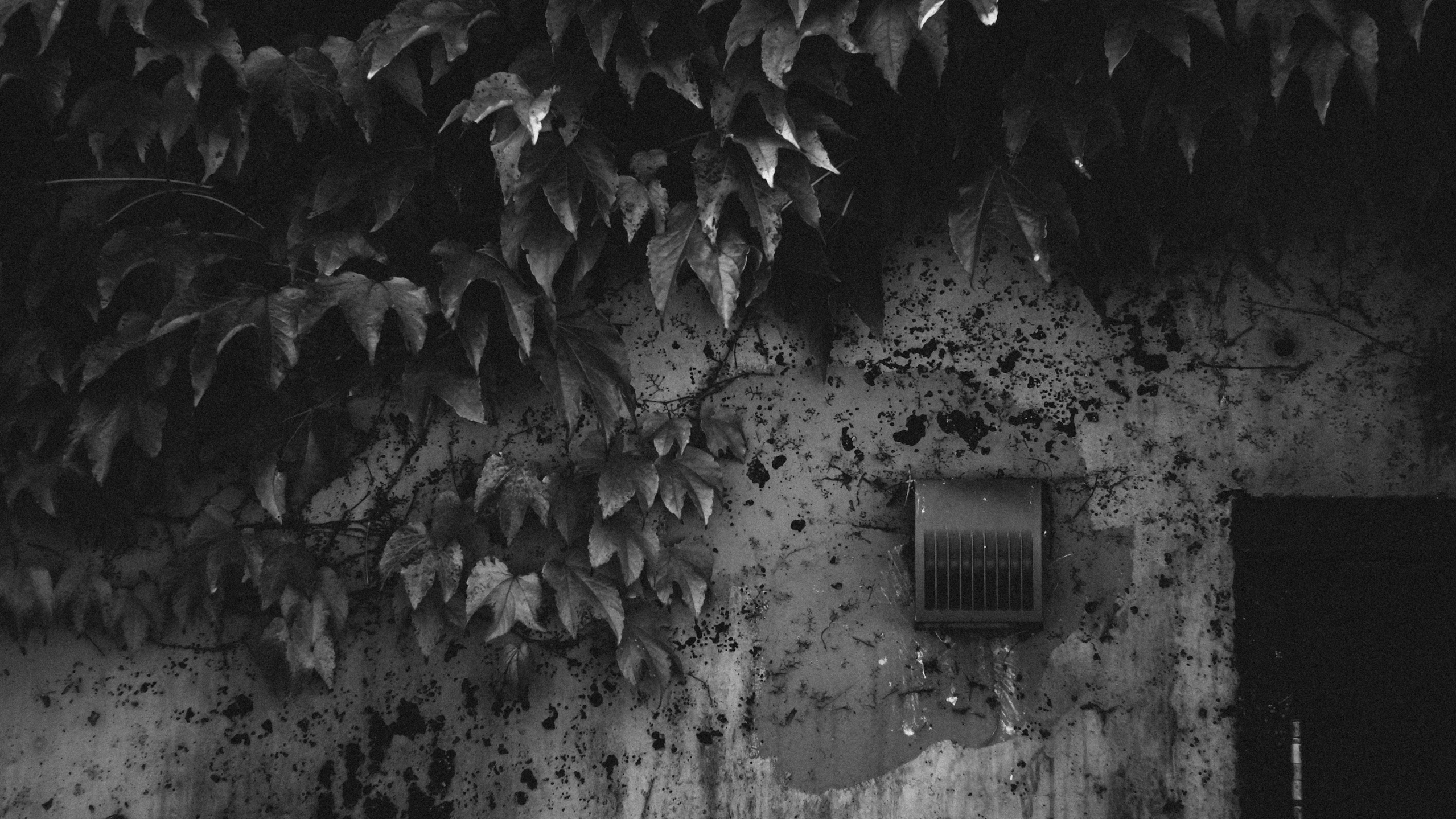black and white pograph of vines on wall