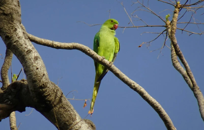 a green bird perched on top of a tree
