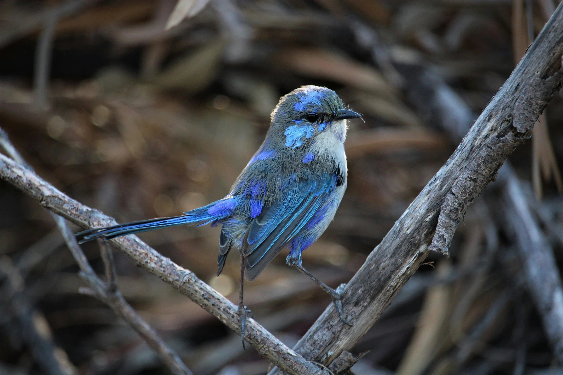 a blue bird is sitting on a nch