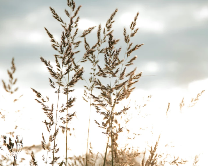 the weeds are long and very thin in the sun