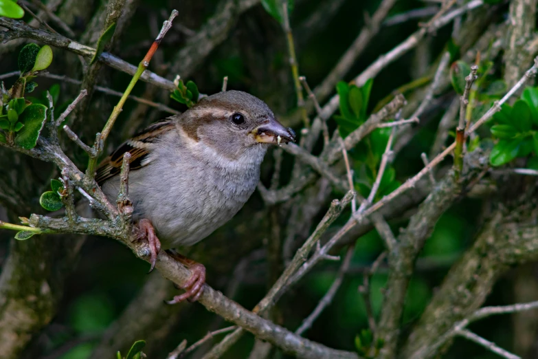 a small gray bird sits on a nch