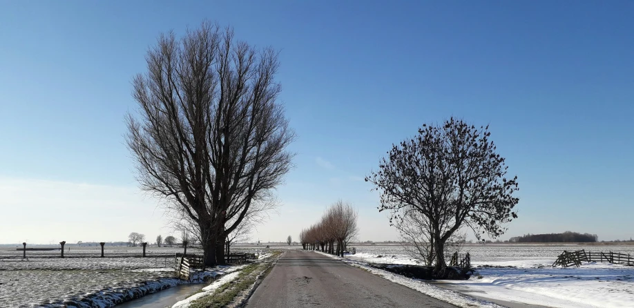 two trees that are by a dirt road