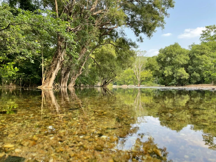 the small stream is clear with little green trees