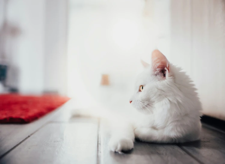 a cat that is laying down on the floor