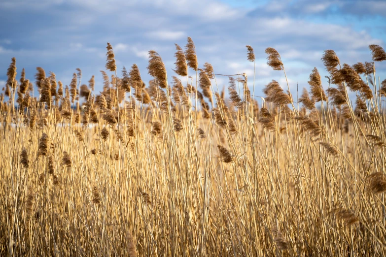 a field full of tall dried grass in the sun