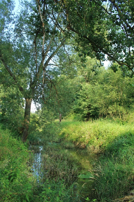 a creek runs through the wooded area with water