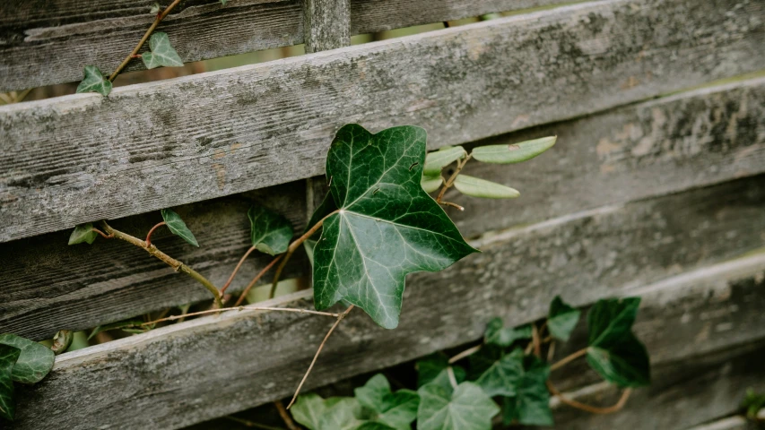 an ivy plant is growing on a wooden fence