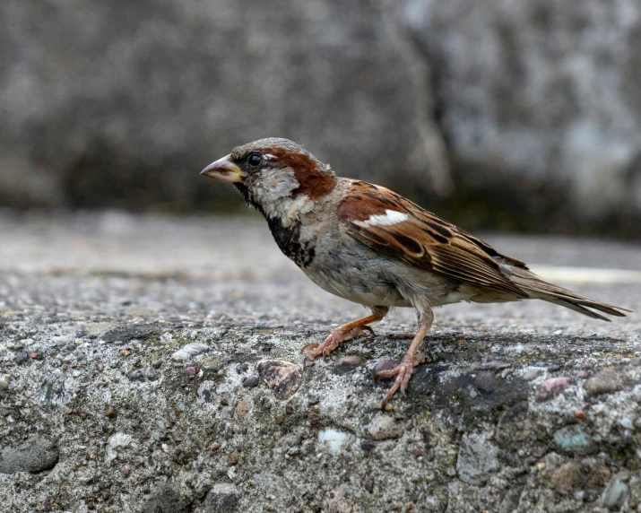 the bird stands alone on the concrete near the water