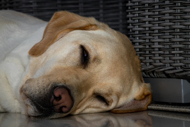 a dog is lying down on the ground