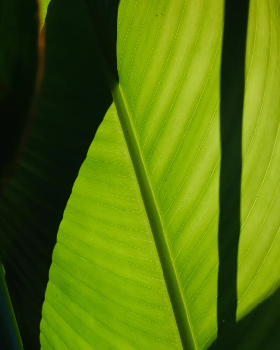 the shadow of a large green leaf is cast by it