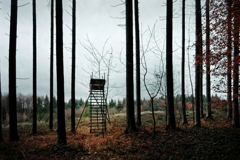 a ladder stands in the middle of a forrest