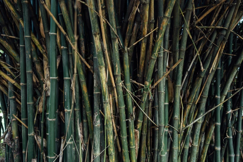 the background of a bamboo grove at the same time