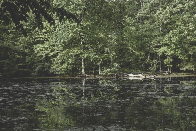 water and trees in a forest area with water reflecting the surface