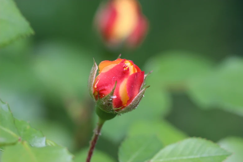 the red rose has been budding with dew