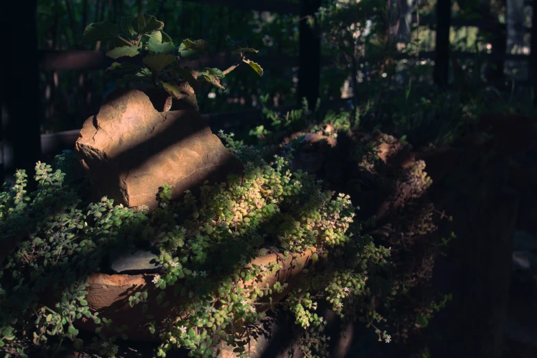 a bush growing over a wooden stump in the forest