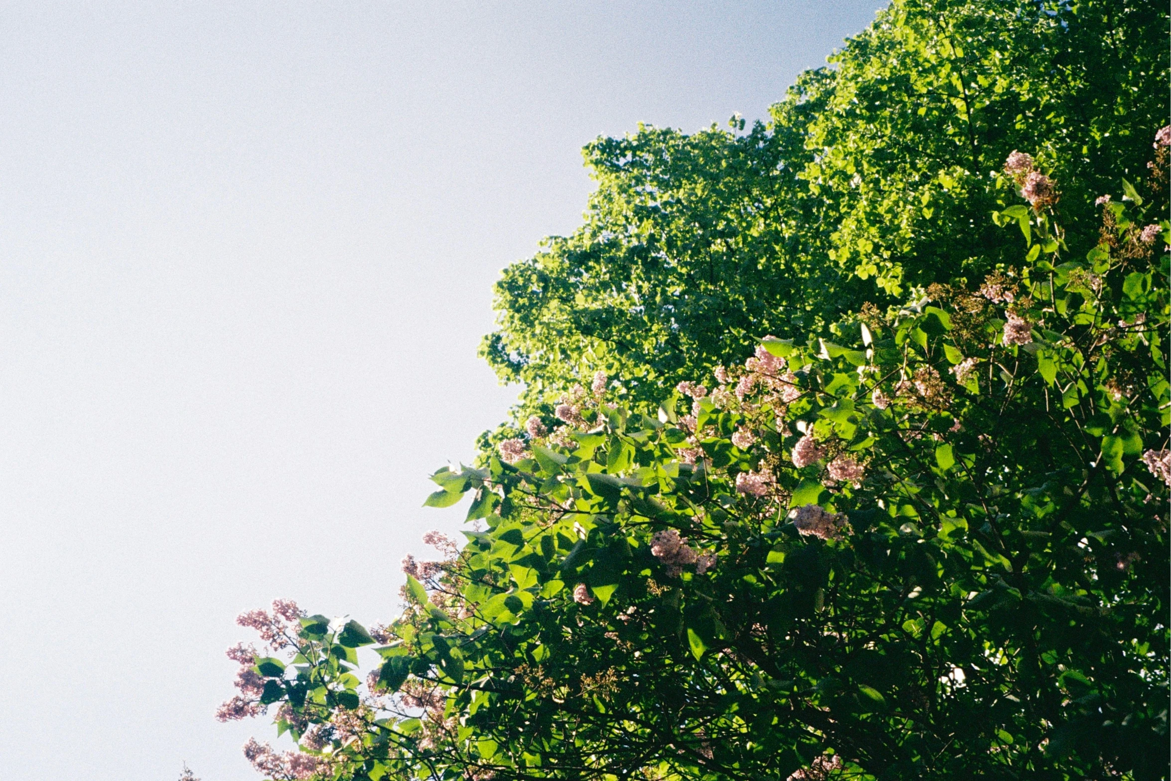 the leaves of the trees are very green